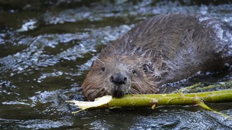 From Swamp to Table: The Unforgettable Taste of Pennsylvania's Wotch Flavor Beaver
